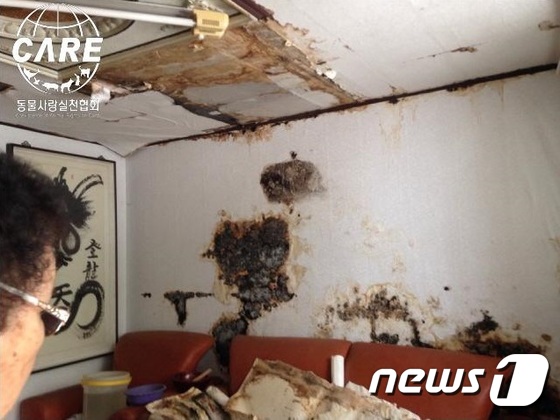 출처: 개들의 배설물로 인해 아래층 집 천장이 부식된 모습.(사진 케어 제공)© News1