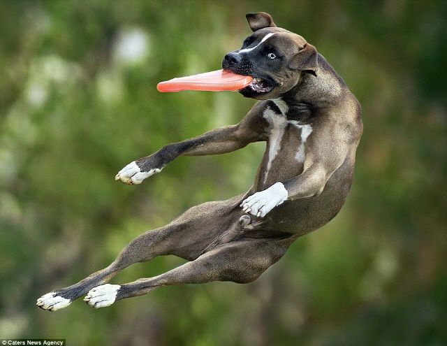 출처: http://www.dailymail.co.uk/news/article-3454665/Man-s-best-flying-friend-Super-athletic-dogs-caught-catching-Frisbees-mid-air-stunning-images-annual-contest.html