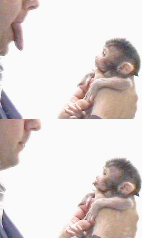 출처: Evolution of Neonatal Imitation. Gross L, PLoS Biology Vol. 4/9/2006, e311, CC BY 2.5