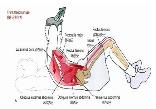 출처: 뉴만 kinesiology '근육뼈대계통의 기능해부학 및 운동학'