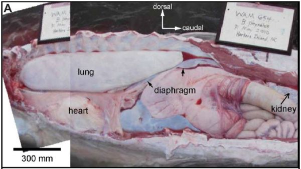 출처: Cardiovascular design in fin whales: high-stiffness arteries protect against adverse pressure gradients at depth