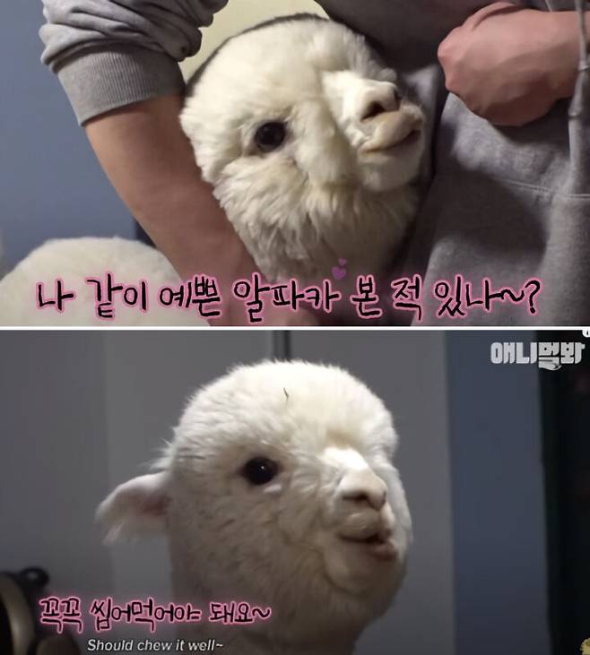 출처: 이미지 출처 : 유튜브 채널 ‘SBS TV동물농장x애니멀봐’