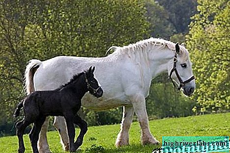 출처: https://ko.highriverlabs.com/5594-persheron-horse-description-care-and-price-of-horse-p.html