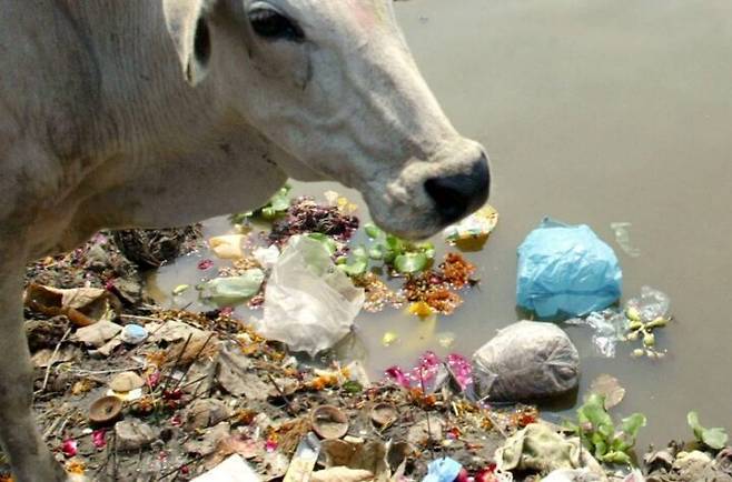 출처: https://www.thetatva.in/india/pregnant-cow-baby-die-in-haryana-71-kgs-of-plastic-iron-waste-found-in-stomach-during-autopsy/