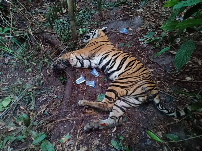 출처: https://www.thejakartapost.com/news/2021/02/06/two-sumatran-tigers-escape-singkawang-zoo-one-shot-dead-.html