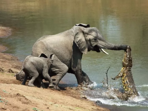 출처: https://en.goodtimes.my/2017/09/18/crocodile-attacks-mother-elephant-brave-baby-elephant-comes-mothers-rescue-brilliant-trick/