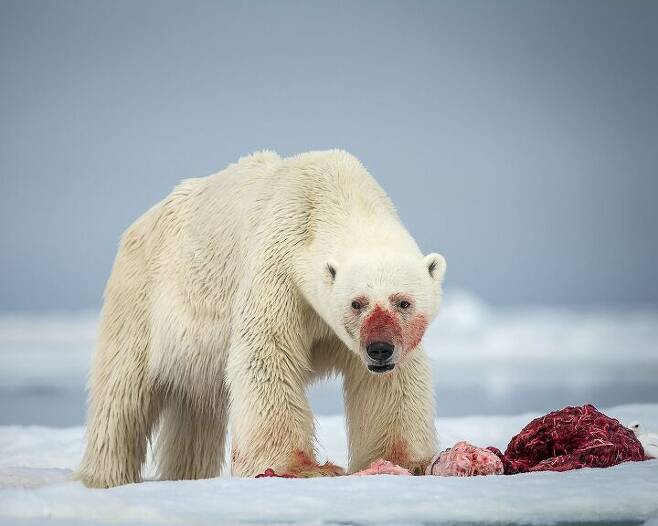 출처: https://www.storytrender.com/114860/hungry-polar-bears-fight-for-survival-before-eventually-calling-a-truce-and-sharing-a-meal-together/