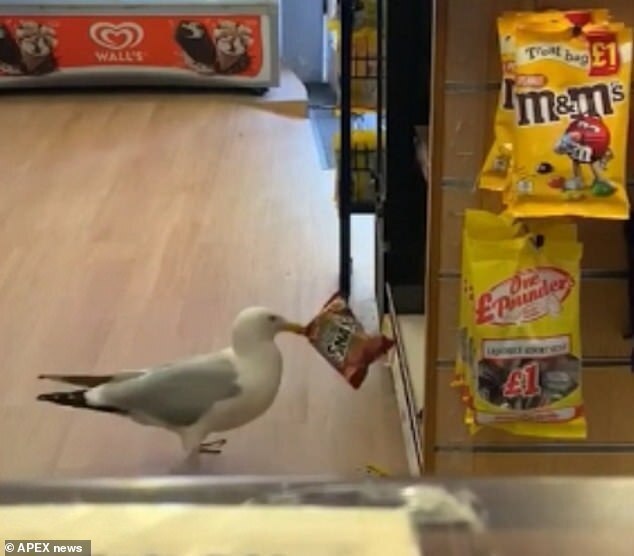 출처: https://www.dailymail.co.uk/news/article-8572813/Shoplifting-seagull-strolls-newsagents-pinches-bag-crisps.html