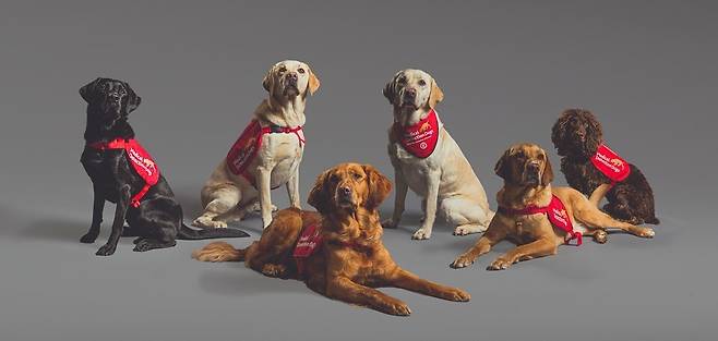 의료 탐지견 단체(Medical Detection Dogs) 페이스북 갈무리