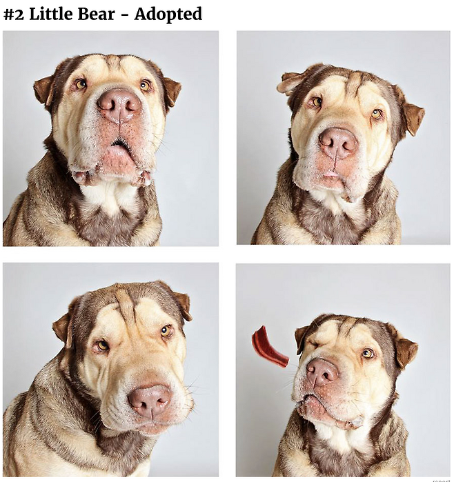 출처: https://3milliondogs.com/3-million-dogs/photobooth-pics-helps-shelter-dog-find-forever-homes/