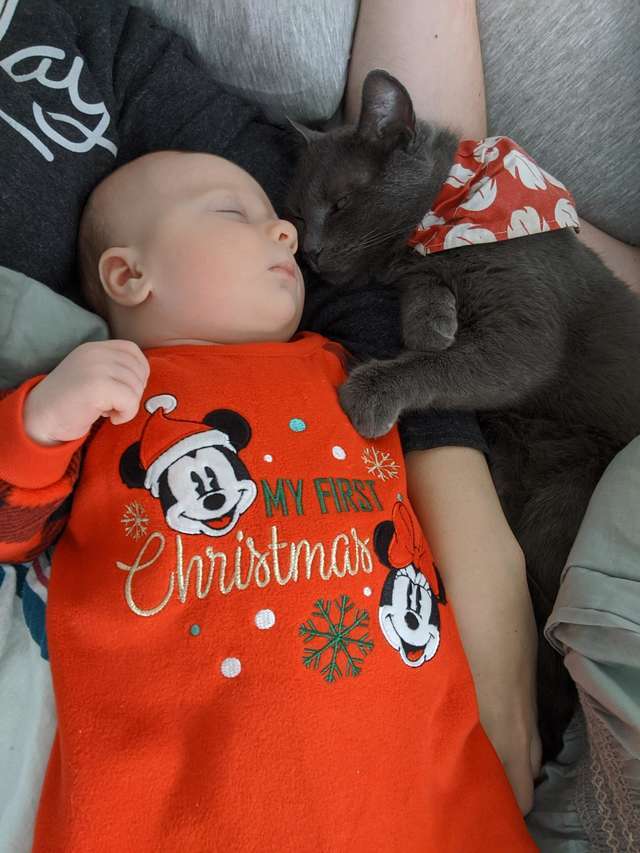 출처: https://www.thedodo.com/close-to-home/cat-only-snuggles-with-the-new-baby