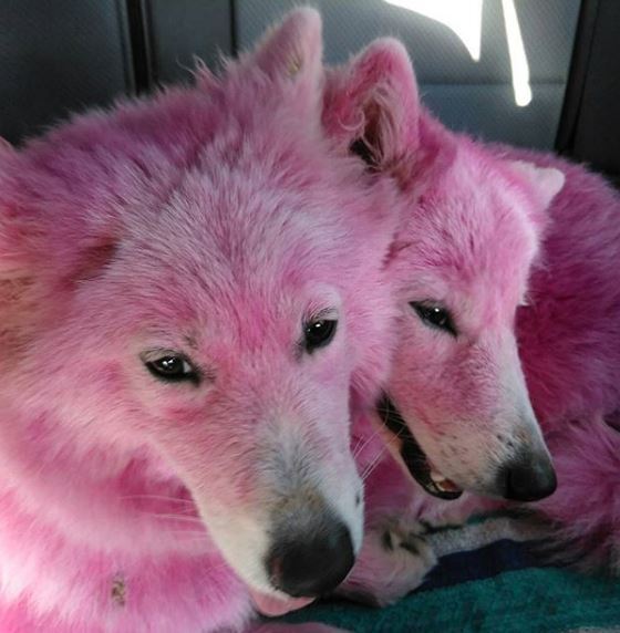 출처: https://sputniknews.com/art_living/201706281055047252-mistreated-pink-pooches-rescued/