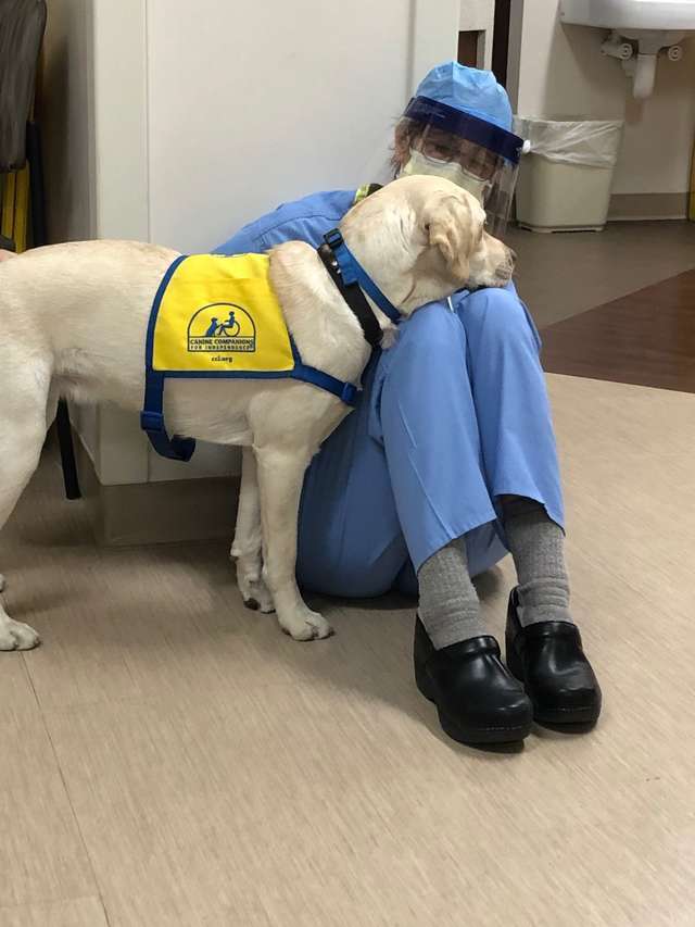 출처: https://www.thedodo.com/close-to-home/dog-comforts-hospital-staff-during-difficult-time