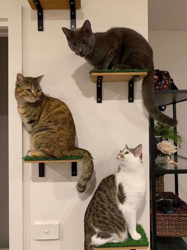 출처: https://www.thedodo.com/close-to-home/familys-house-is-one-big-cat-playground