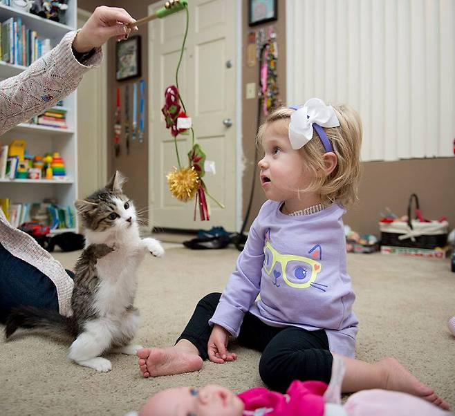 출처: https://3milliondogs.com/catbook/3-legged-kitten-becomes-best-friends-with-amputee-girl/