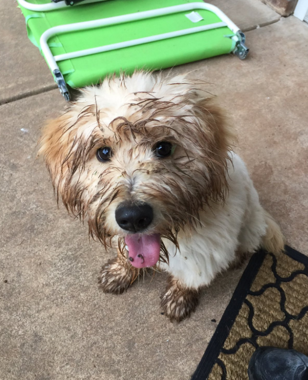 출처: https://3milliondogs.com/3-million-dogs/wasnt-me-20-adorable-puppies-covered-in-mud/