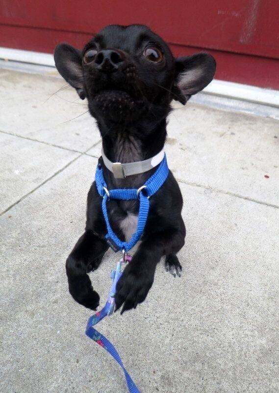 출처: https://3milliondogs.com/3-million-dogs/rescue-pups-quirky-photos-get-him-adopted-in-an-instant/?gallery=5#galleryview
