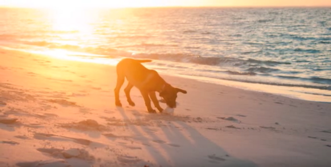 출처: https://3milliondogs.com/3-million-dogs/puppy-paradise-an-island-where-you-can-hang-out-with-puppies-all-day-long/