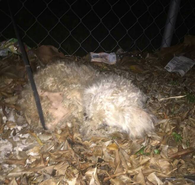 출처: https://3milliondogs.com/dogbook/poodle-once-tied-to-a-tree-in-the-worst-condition-shelter-has-seen-now-recovering/?gallery=4#galleryview