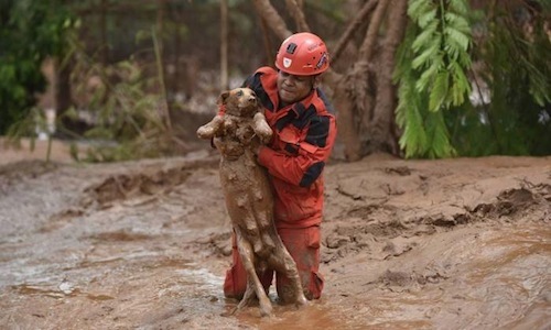 출처: https://3milliondogs.com/dogbook/amazing-photos-show-rescue-of-dog-buried-alive-in-brazilian-mudslides/