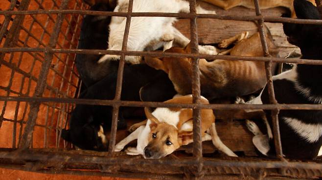 출처: https://abcstlouis.com/news/nation-world/cambodian-butcher-quits-dog-meat-trade-shuts-slaughterhouse