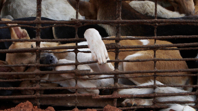 출처: https://abcstlouis.com/news/nation-world/cambodian-butcher-quits-dog-meat-trade-shuts-slaughterhouse