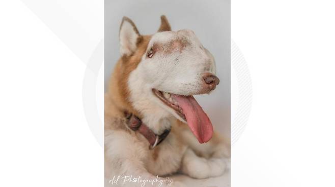 출처: https://www.wfaa.com/article/news/local/this-dog-had-a-tumor-that-kept-her-from-being-adopted-then-a-rescue-made-her-an-internet-star/287-b15362c6-1b8c-4022-845b-c1daed76ad4f