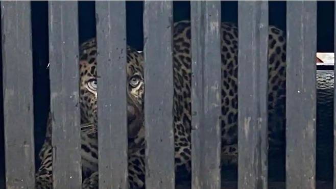 출처: https://www.hindustantimes.com/mumbai-news/leopard-trapped-near-jb-nagar-released-in-sgnp/story-NWF3AU4foDg8x2uotFnDNO.html