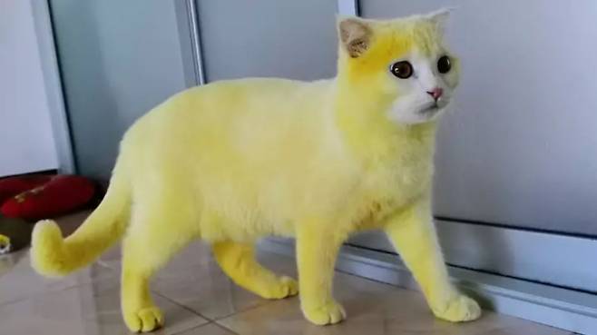 출처: https://www.ladbible.com/community/animals-woman-accidentally-dyes-cat-yellow-after-applying-turmeric-treatment-20200824