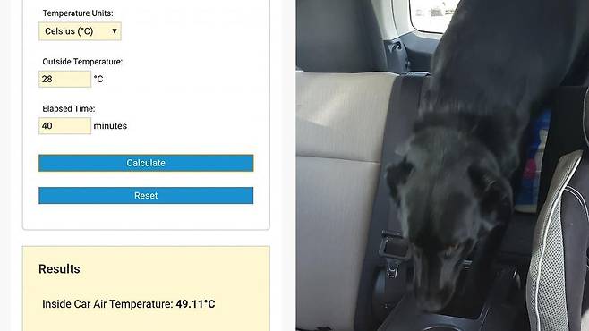 출처: https://au.news.yahoo.com/woman-shocked-find-dog-in-hot-car-confronts-owner-075830724.html