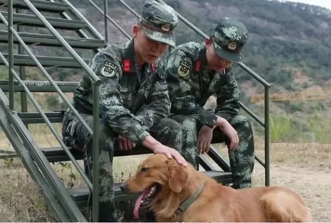 출처: https://www.dailymail.co.uk/news/article-9034575/Loyal-pet-Military-dog-refuses-let-retiring-handler-leave-spending-two-years-together.html