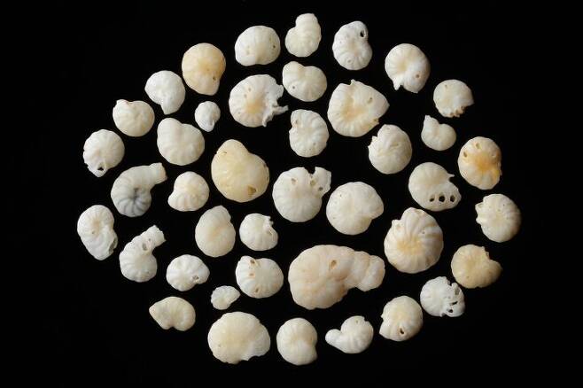 출처: 유공충(foraminifera) 껍데기들~ 출처: AdobeStock