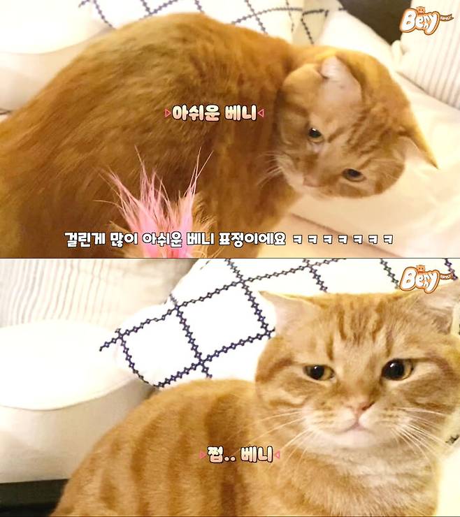 출처: 유튜브 베니패밀리 채널