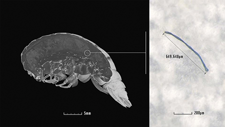 마리아나해구에서 발견된 새로운 종의 갑각류(왼쪽)와 소화기관에서 발견된 플라스틱 조각. [포브스 캡처]