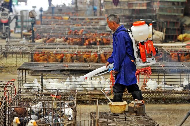 2013년 중국 우한의 가축시장에서 소독을 하는 모습. 이번에 새로운 조류 인플루엔자 바이러스에 감염된 사람이 처음으로 확인됐다./AFP연합