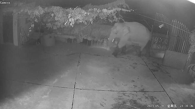 코끼리는 민가의 대문을 머리로 밀고 집 안으로 들어가기도 했다