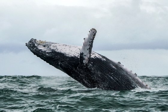 흑동고래의 모습. AFP=연합뉴스