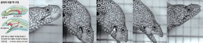 곰치의 이중턱 구조(왼쪽)와 사냥 모습. 1차로 입쪽 턱이 먹이를 물고 2차로 목안에서 작은 턱(화살표)이 나와 먹이를 목구멍 안으로 끌어당긴다./UC데이비스