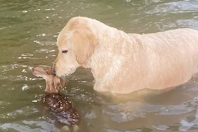 호수에 빠져 개가 구조한 새끼 사슴, 다음날 어미 데리고 찾아와