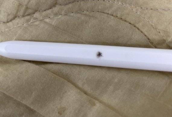 A씨가 디씨인사이드 아이패드 갤러리에 공개한 애플펜슬 사진