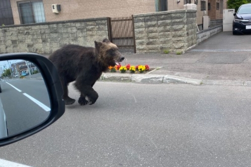 삿포로시에 나타난 곰.