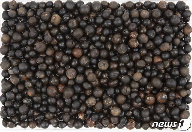 문화재청 국립경주문화재연구소는 22일 월성유적의 해자에서 벌견된 가시연꽃 씨앗에 대한 이용 사례와 현재의 서식지에 대한 조사를 진행 중이라고 밝혔다. 월성해자에서 발견된 가시연꽃 씨앗 . (국립경주문화재연구소제공)2021.6.22/© 뉴스1