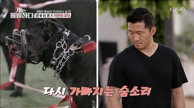 Kang Hyung-wook  trainer goes into blind dog Cane Corso trainingIn the KBS 2TV entertainment program Dogs Are Incredible broadcast on June 21, the story of a 7-year-old Cane Corso moon, which reveals tremendous aggression due to the guard around the Guardian, was drawn.The moon once bit a Guardian mother, whose blistered moon was attacked after an open surgery, trying to wipe her stomach.The Guardian mother recalled the memory of the moon, I had a bandage around the surgery area, but I touched it to wipe it because I saw blood, and suddenly I ran.Moons mouse punch left the Guardian mother with as many as 70 stitches; since that day, the Guardian has been rigorously trained and controlled by the Moon.Im trying to walk every day, said Guardian, who went out to the park 20 minutes by car for Moony and Walking.I go home for 20 to 30 minutes in front of the house, go out to the outside in Weekend, walk for more than two hours and return. The moon was a good match for the upcoming neighborhood puppies on the park walking course that comes out of Weekend.What kind of troubles is there in the moon without reaction even if other dogs bark?The Guardian described the reason why he continued to walk around uninterruptedly during Walking as the severe boundary of the moon: When I sit down, the moon is bounded a lot.The first time you get out of the border is when you sit on walking and when others come silently.When seniors come with aggressive objects like canes, the boundaries are severe, he said.As the Guardian explained, the Moon suddenly rushed to the crew as the production crew passed by with a staff.Kang Hyung-wook , who saw the Guardian barely control by force, made a serious look, saying, If it was a real grandfather, I fell back.Jang Doyeon also expressed his concern that there are many people who carry a cane, but it can be dangerous.When walking, an uncomfortable person was passing by, and the aggression was seen, so I controlled Baro, and from then on I added a lot of training, Guardian added.When the crew in protective gear went to the Guardian, where they sat, the moon began to be wary, and as the moon approached closer, the moon suddenly rushed without any symptoms of precursor.Other dogs have growls first, and in the same case of the moon, they have a Baro punch without growls; sudden attacks are a bit difficult to control, the Guardian said.The aggression of the moon was stronger at home than outdoors, and now he was wary of the production team by erecting his claws.Kang Hyung-wook , who was put into the moons house, said, If the Guardians month sees someone want to raise Cane Corso, will you ask me to raise it?If you raise it because it looks cool, I will stop it. I do not recommend it honestly even if I have the ability to control it.I am worried that if I do not have it, I will have an unexpected action. Kang Hyung-wook  said, Actually, they are often stupidly mild until they are 2 years old.If you feel this Friend power, I want to be able to tear him down in case of emergency, and then I have to be really excited. A wary-spirited exercise was conducted in places other than the home.About Cane Corso, who sees himself and reacts strongly to the border, Kang Hyung-wook  said, The scary kids bite their legs or hands, he comes to the face.Lee Kyung-gyu, who watched the situation in the situation room, said, If you miss the line, you will run 100%.Kang Hyung-wook  told the Guardian, who had usually controlled the moon rough, I understand, I have to keep showing this friend a strong masculinity.I controlled it with words before the sudden action, but since then I thought I should control it coercively, Guardian said, citing the reasons for the change in control style.The Mouth plugs attacked Kang Hyung-wook  wrists while the Guardian turned away, with the month excited.Kang Hyung-wook , who copes with the attack, explained the situation, The moon is warning me to get out of my way.The Guardian moved, and the moon was breathing faster, and Kang Hyung-wook  roared in the attack that continued in a runaway.