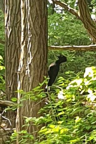 2019년 5월 서울 한 야산에서 정현모 씨가 제보한 크낙새로 추정되는 새. 문화재청은 크낙새 암컷으로 추정하고 현장 조사를 벌였지만 아직까지 확인하지 못했다. 문화재청 제공.