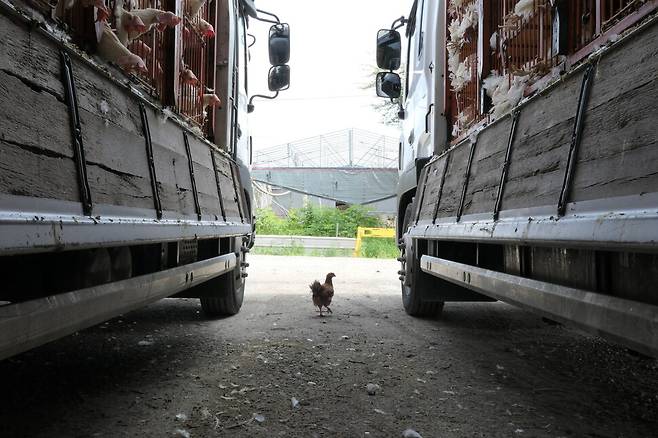 ‘잎싹이’는 도살을 위해 실려온 닭들을 실은 트럭 안에서 발견됐다. 사진 서울애니멀세이브