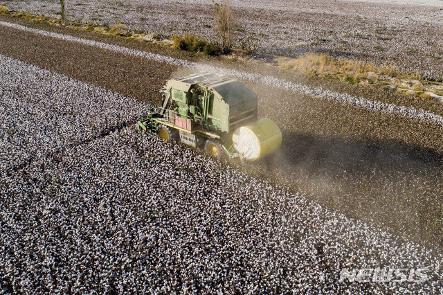 [신장자치구=AP/뉴시스] 지난해 10월 9일 중국 신장위구르 자치구의 한 목화농장에서 수확 작업이 진행되고 있다. 2021.04.15
