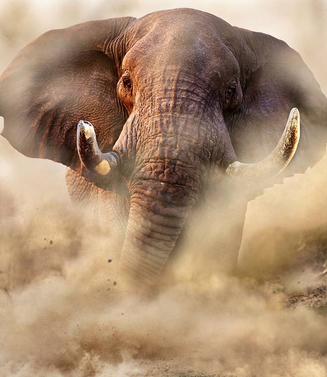 수컷코끼리는 덩치나 파워 등으로 봤을 때 지상 최대의 맹수다. 공격성이 강한 수코끼리는 야생에서든 동물원에서든 접근금지 1순위로 꼽힌다. 사진은 흙먼지를 날리며 포효하고 있는 아프리카 보츠와나의 수컷 코끼리. /alamy
