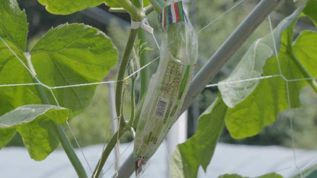 지난달 29일 강원도 화천군 간동면의 한 농가에 인큐 비닐을 씌운 애호박이 자라고 있다. 우리가 시중에서 보는 애호박은 일반 애호박이 자랄 때 비닐을 씌워 모양을 성형하는 방식으로 키운다. 현유리 PD