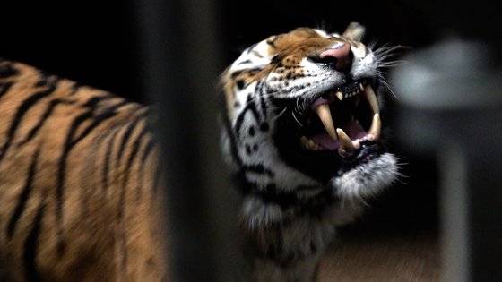 수컷 호랑이 웅이가 마치 웃는 것처럼 입을 벌리고 이빨을 드러내고 있다. 왕준열PD