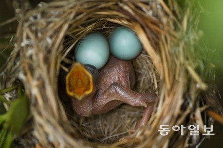 알에서 먼저 깨어난 뻐꾸기 새끼가  뱁새 둥지를 차지하고 있습니다. 경기 남양주시, 2019년 6월 20일 촬영.